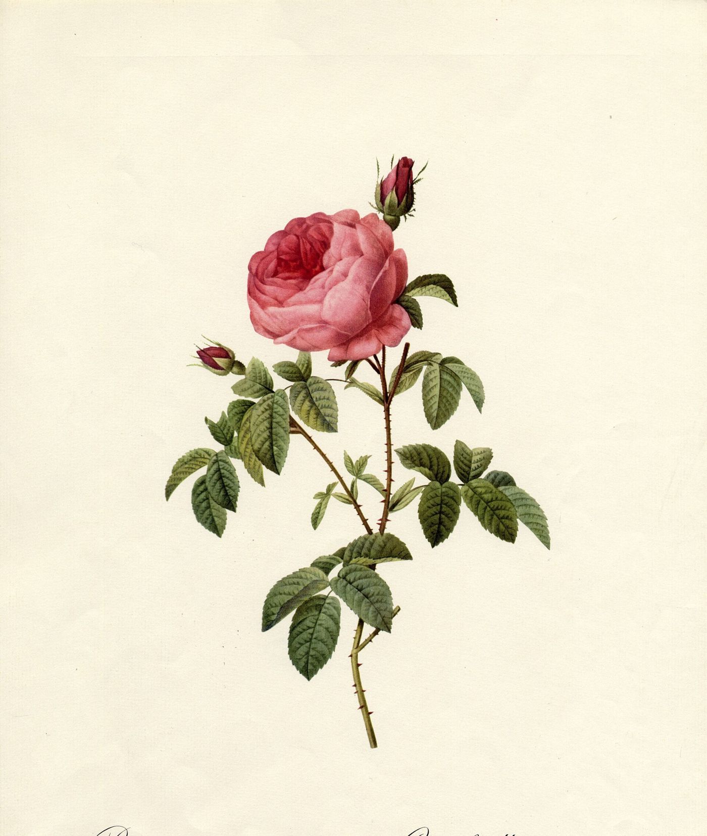 Lámina de una rosa centifolia de Burdeos, de Redouté