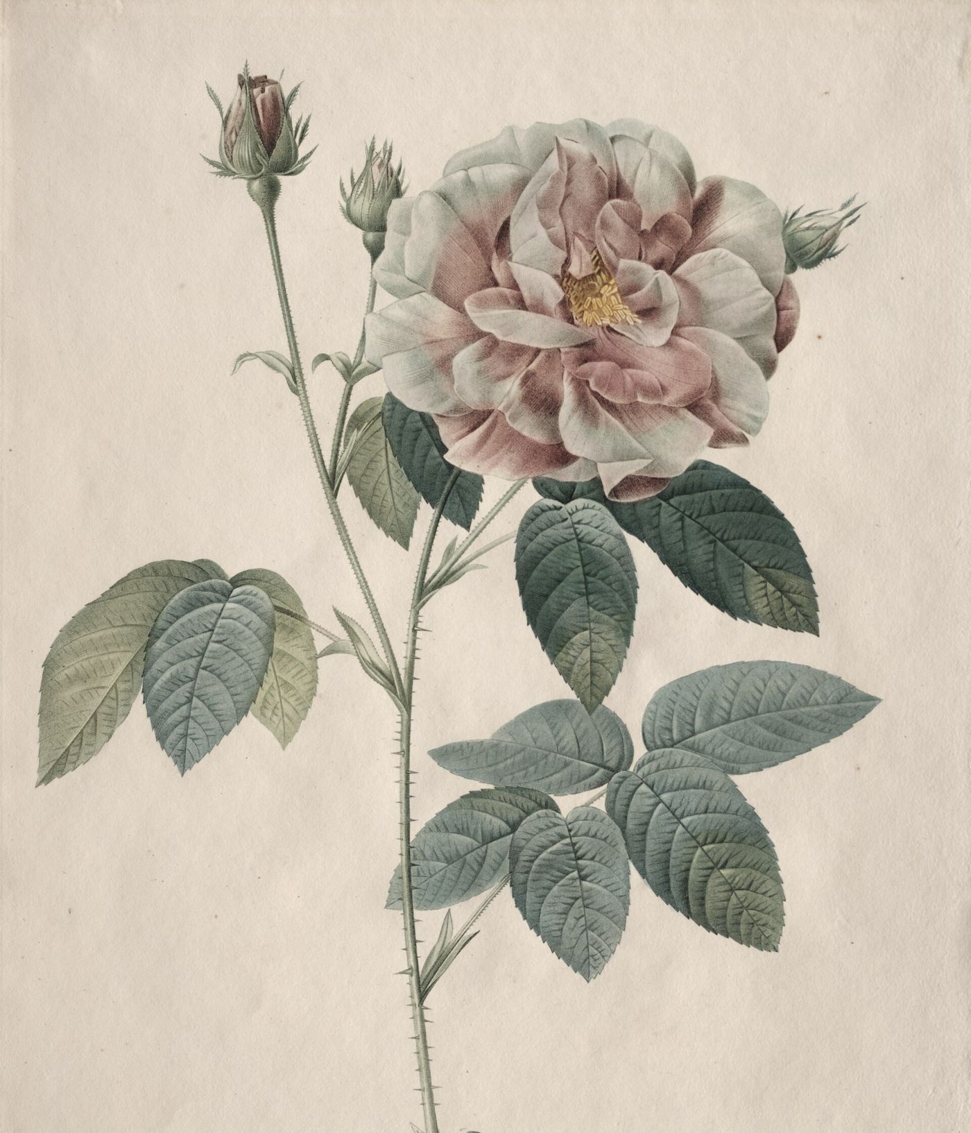 Lámina de una rosa gálica, de Redouté
